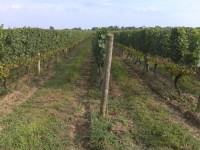 Mattebella-Vineyards